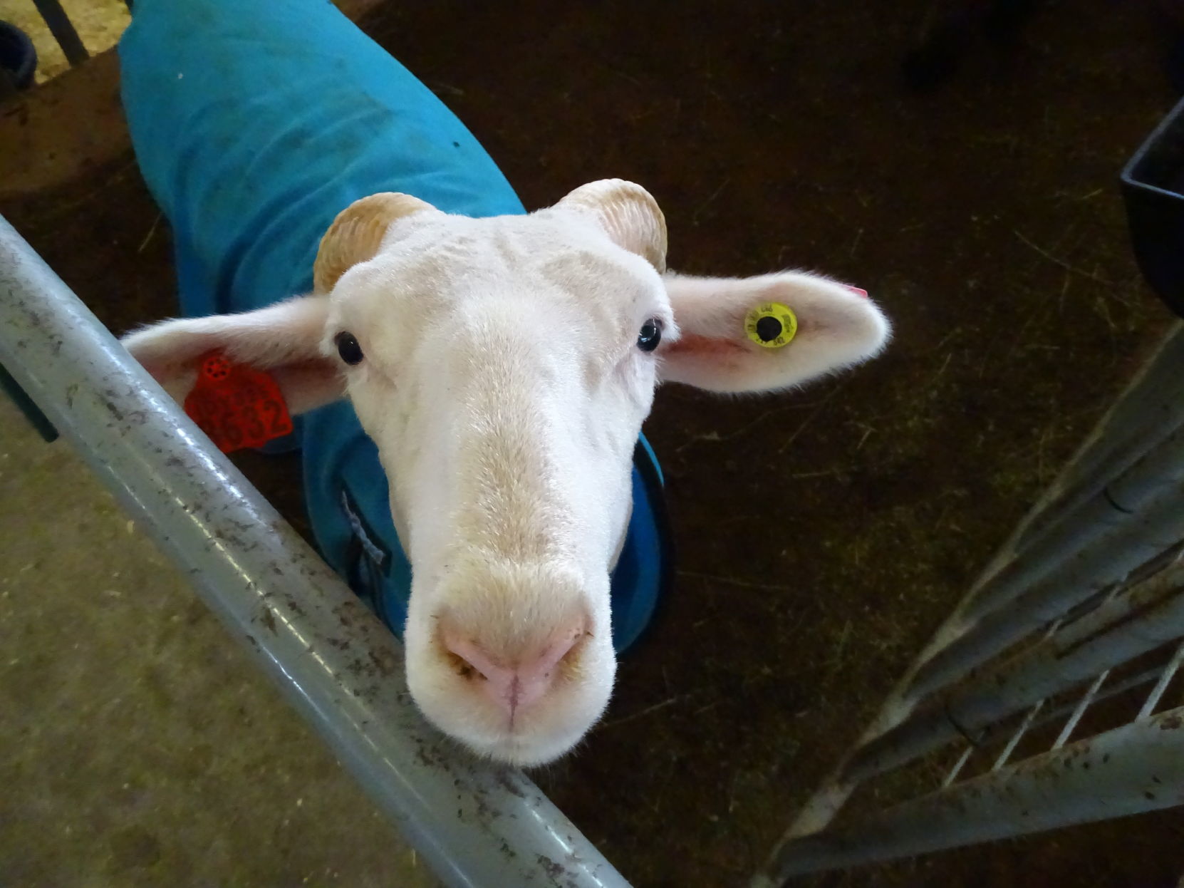 Junior Livestock Auction 2019